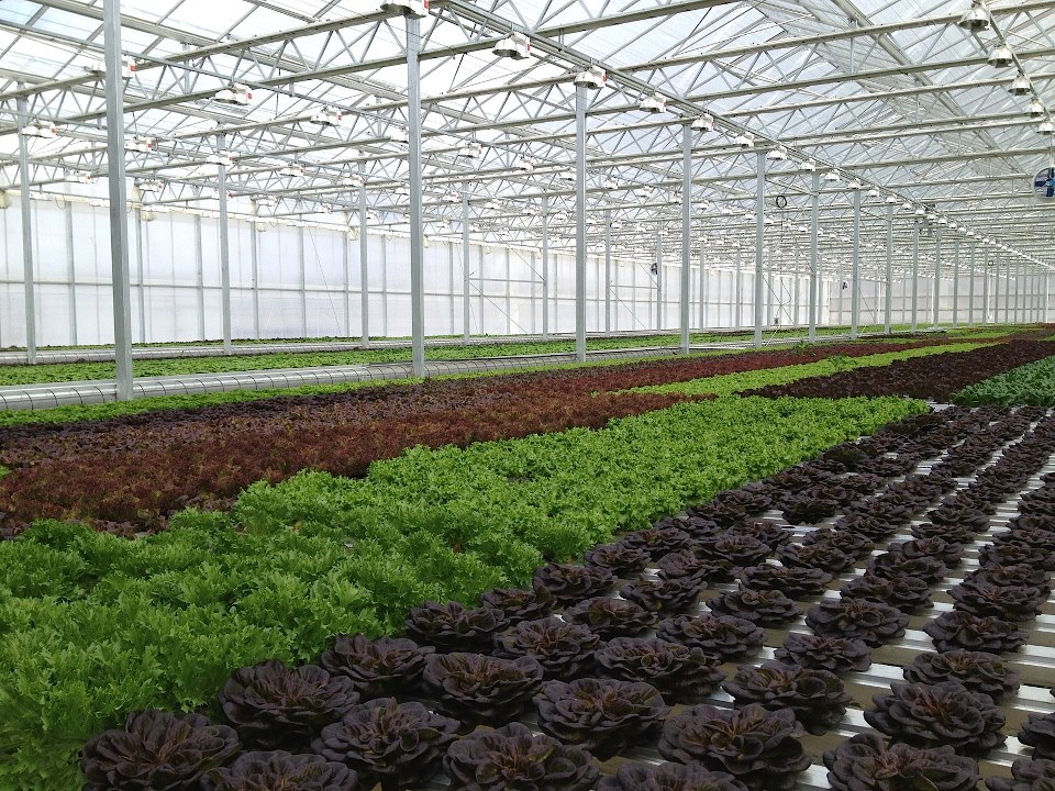 Vẽ Đồ Thị Vi Khí Nhà Kính Sử Dụng Các Datalogger Không Dây